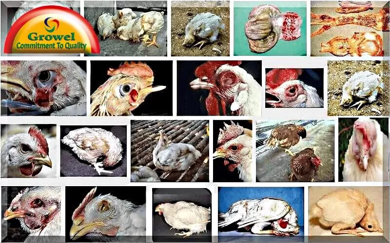 دانلود جزوه بیماری های طیور