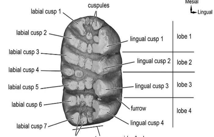 اصطلاحات دندانپزشکی