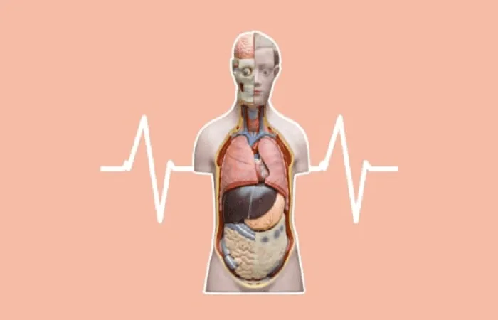 جزوه فیزیولوژی پزشکی